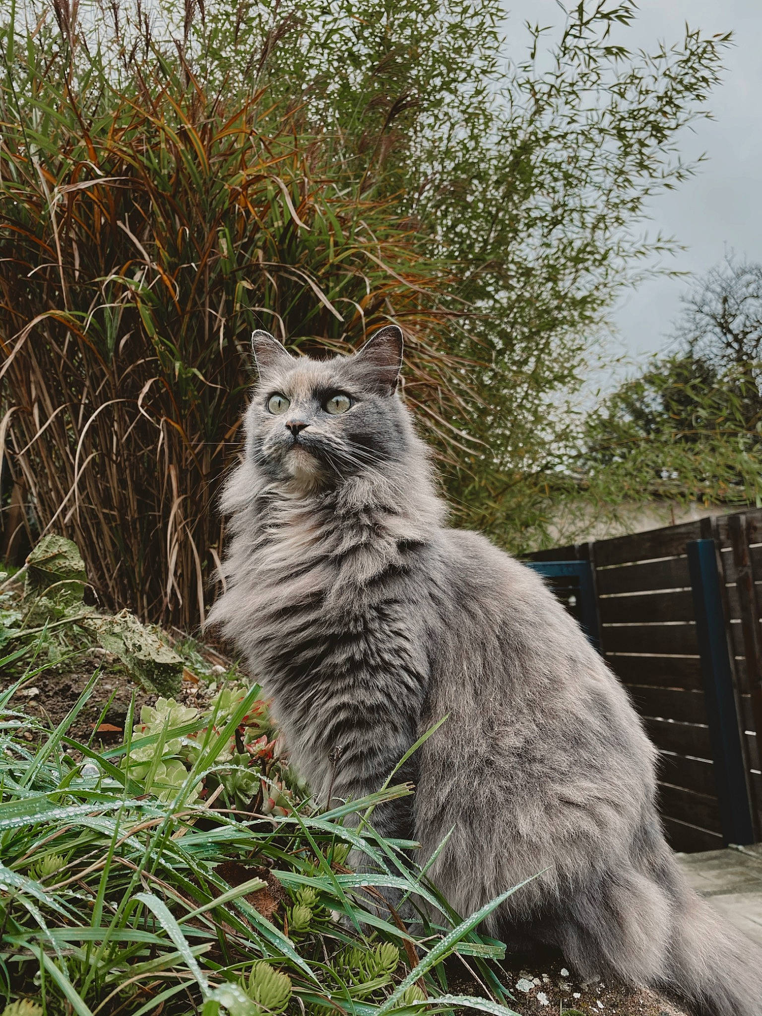 Nala a rejoint le concours — aidez-le/la à gagner de superbes lots ! carnivore, cat, domestic_short_haired_cat, felidae, fence, fur, grass, groundcover, herbaceous_plant, plant, shrub, sky, small_to_medium_sized_cats, snout, tail, terrestrial_animal, tree, whiskers, wildlife, wood