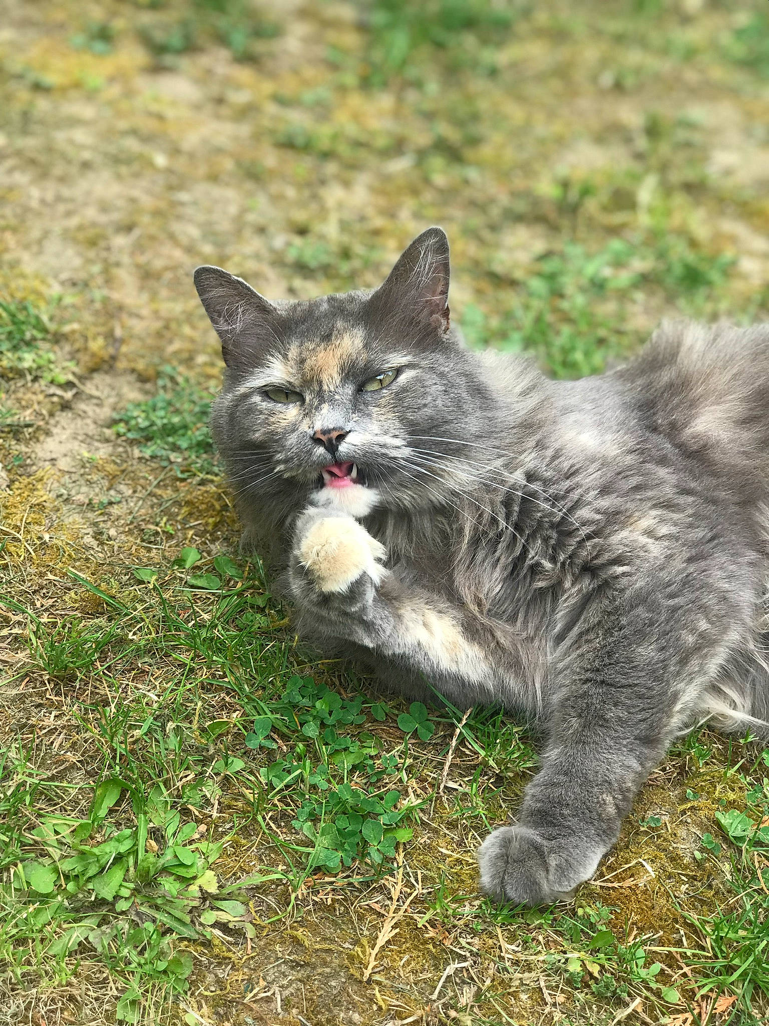 Nala a rejoint le concours — aidez-le/la à gagner de superbes lots ! carnivore, cat, domestic_short_haired_cat, felidae, fur, grass, grassland, groundcover, lynx, paw, plant, small_to_medium_sized_cats, soil, tail, terrestrial_animal, whiskers, wildlife