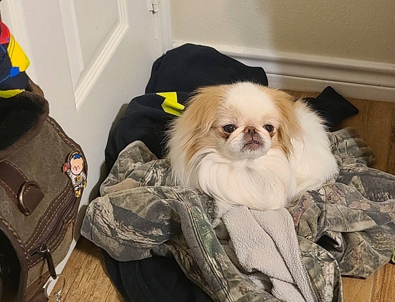 Mushu is registered to the contest to win money with this photo: backpack, canidae, carnivore, comfort, companion_dog, dog, dog_breed, dog_supply, fawn, fur, hat, liver, mammal, pekingese, shih_tzu, snout, sporting_group, toy_dog, whiskers, working_animal