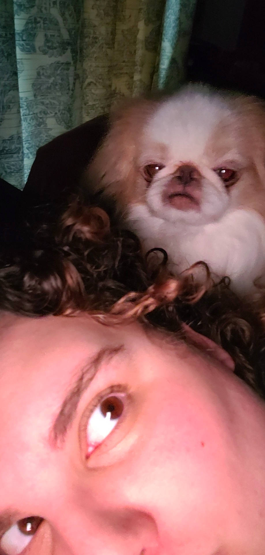 Mushu is registered to the contest to win money with this photo: carnivore, chin, companion_dog, dog, dog_breed, ear, eye, eyebrow, eyelash, fawn, hair, head, iris, jaw, liver, mouth, neck, nose, organ, skin