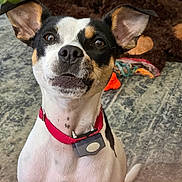 Butch joined the competition — help win amazing prizes! dog, pet, collar, indoor, carpet, toy, furry_toy, rope_toy, white_dog, black_spots, ears, nose, animal, domestic_animal, looking_up, sitting, close_up, cute, friendly, alert