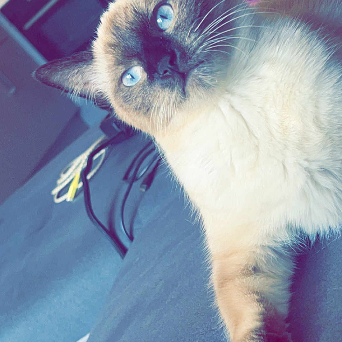 Kriminou participe au concours pour gagner de l'argent avec cette photo : animal, cat, kitten, manx, pet, siamese