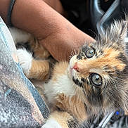 Allie joined the competition — help win amazing prizes! kitten, cat, calico, blue_eyes, close_up, pet, furry, cute, animal, hand, person, wristband, car_interior, seat, soft_fur, young_animal, domestic_animal, whiskers, paws, companion