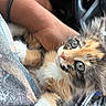 kitten, cat, calico, blue_eyes, close_up, pet, furry, cute, animal, hand, person, wristband, car_interior, seat, soft_fur, young_animal, domestic_animal, whiskers, paws, companion