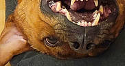 Scooby joined the competition — help win amazing prizes! dog, canine, pet, upside_down, teeth, smiling, fur, brown, black_nose, tongue, mouth, animal, cute, lying_down, cushion, indoor, playful, happy, close_up, expression