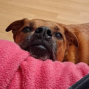 Scooby joined the competition — help win amazing prizes! dog, close_up, blanket, pink, indoor, floor, pet, resting, fur, snout, ears, cozy, cute, animal, looking_up, expression, face, muzzle, brown, soft
