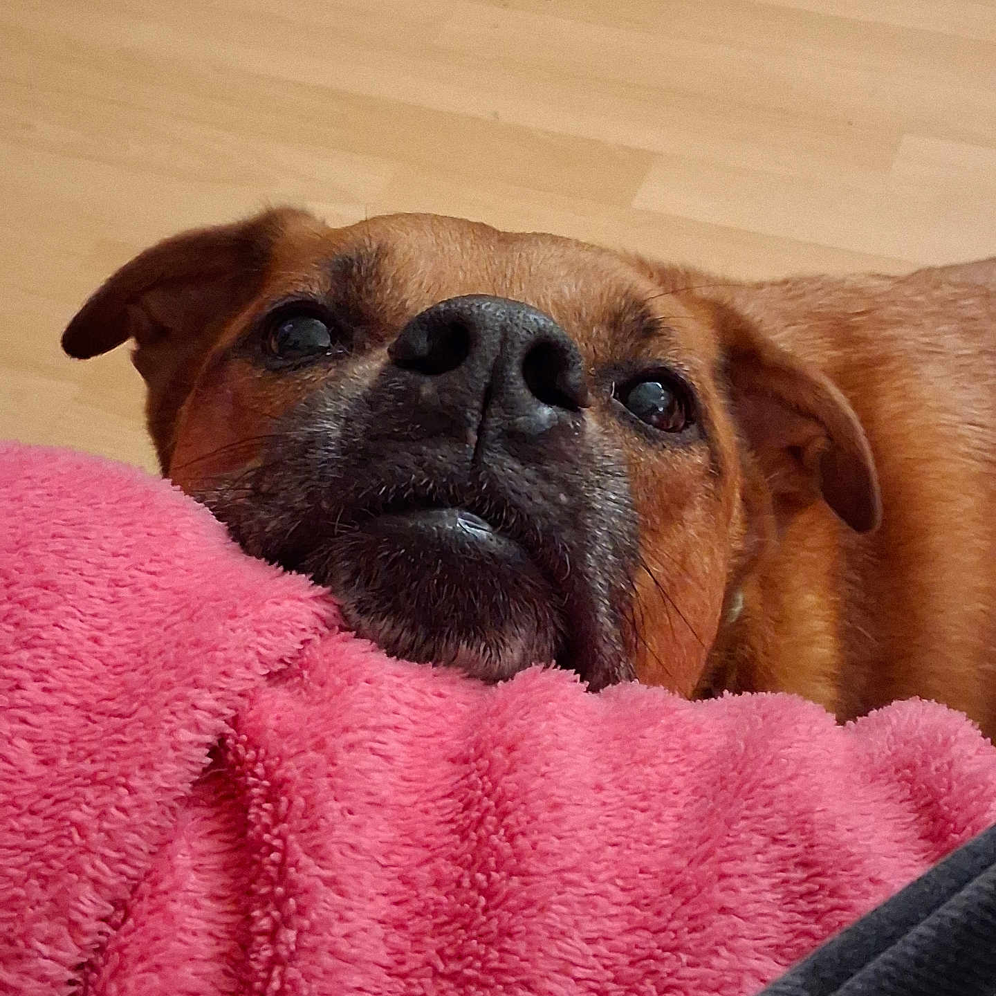 Scooby