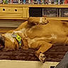 dog, brown_dog, lying_down, pet_bed, indoor, wooden_floor, shelf, dvd_collection, video_games, collar, canine, relaxed, living_room, furniture, couch, papers, smiling_dog, pet, home, resting