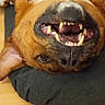dog, canine, pet, lying_down, upside_down, teeth, smile, nose, fur, brown_fur, black_nose, cushion, indoor, playful, close_up, animal, muzzle, happy, domestic_animal, resting