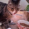 cat, tabby_cat, pet, animal, tongue_out, white_paws, food_bowl, dry_food, outdoor, stone_patio, plant, wall, close_up, blurry, feline, domestic_cat, nature, daylight, side_view, cute
