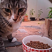 Two-Socks joined the competition — help win amazing prizes! cat, tabby_cat, pet, animal, food_bowl, dry_food, outdoor, stone_floor, potted_plants, curious, whiskers, close_up, feline, brown, white_paws, nature, garden, domestic_animal, face, ground