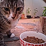 cat, tabby_cat, pet, animal, food_bowl, dry_food, outdoor, stone_floor, potted_plants, curious, whiskers, close_up, feline, brown, white_paws, nature, garden, domestic_animal, face, ground