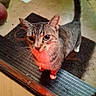 Two-Socks is registered to the contest to win money with this photo: cat, tabby, pet, animal, doorstep, whiskers, fur, outdoor, curious, looking_up, floor, mat, tail, ears, paws, domestic, mammal, close_up, alert, night
