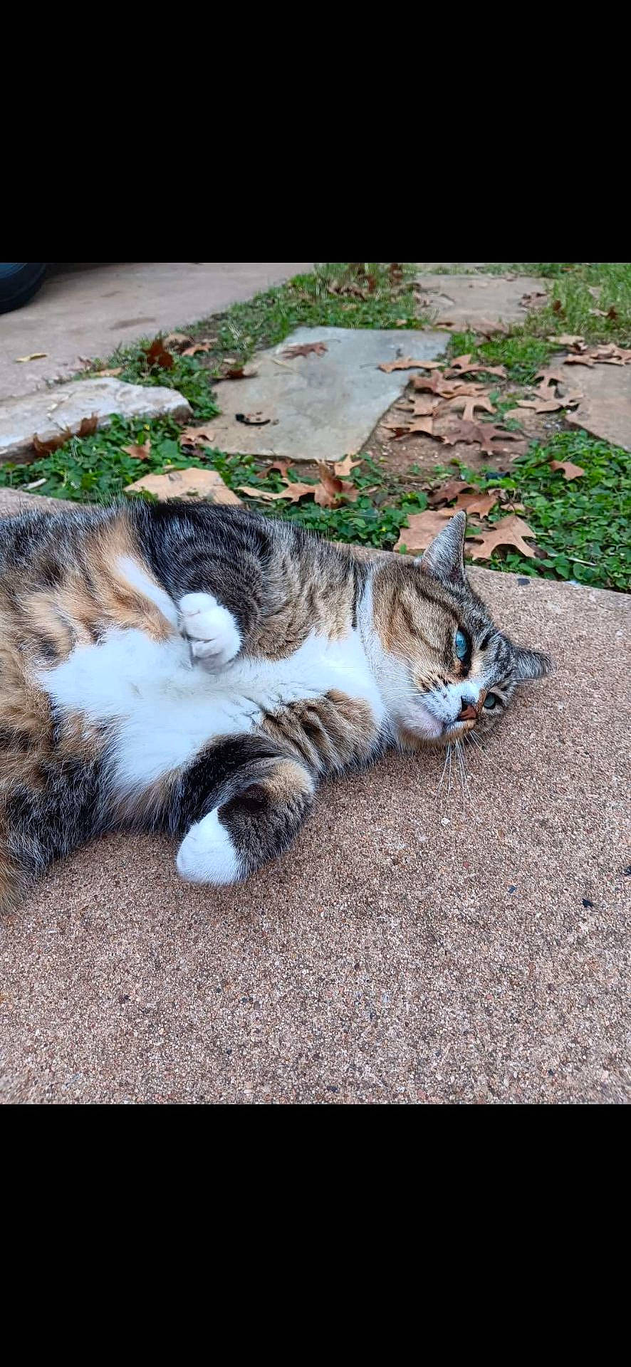 Two-Socks joined the competition — help win amazing prizes! animal, autumn, cat, closeup, fall, fur, grass, ground, leaves, lying_down, nature, outdoor, paws, pet, relaxed, resting, side_view, tabby, texture, whiskers