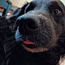 Willow joined the competition — help win amazing prizes! animal, black_dog, blurred_background, canine, close_up, companion, cute, dog, domestic_animal, face, furry, fuzzy, indoor, nose, pet, playful, portrait, snout, tongue, whiskers