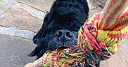 Willow joined the competition — help win amazing prizes! animal, background, black_dog, brown_dog, chewing, colorful, curious, dog, fun, fur, mouth, outdoor, pet, playful, rope_toy, stone_patio, tail, teeth, toy, tug_of_war