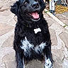 Willow joined the competition — help win amazing prizes! dog, black_dog, white_spots, happy, tongue_out, pet, outdoor, stone_path, collar, dog_tag, fur, sitting, playful, backyard, ladder, yellow_cable, animal, canine, friendly, alert