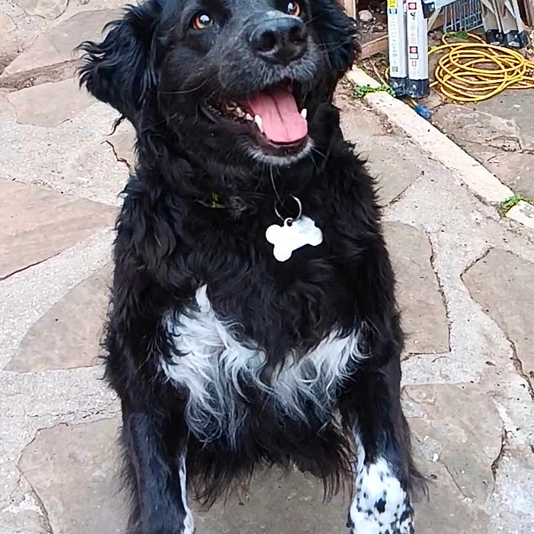 Willow
