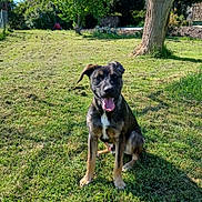 Apple a rejoint le concours — aidez-le/la à gagner de superbes lots ! backyard, black_coat, brown_markings, canine, dog, floppy_ears, garden, grass, happy, lawn, nature, outdoor, pet, portrait, sitting, stone_wall, sunlight, tongue_out, tree, white_chest