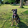 backyard, black_coat, brown_markings, canine, dog, floppy_ears, garden, grass, happy, lawn, nature, outdoor, pet, portrait, sitting, stone_wall, sunlight, tongue_out, tree, white_chest