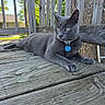 cat, gray_cat, pet, animal, feline, green_eyes, collar, name_tag, lying_down, outdoor, deck, wood, porch, fence, trees, nature, sunlight, portrait, close_up, relaxed