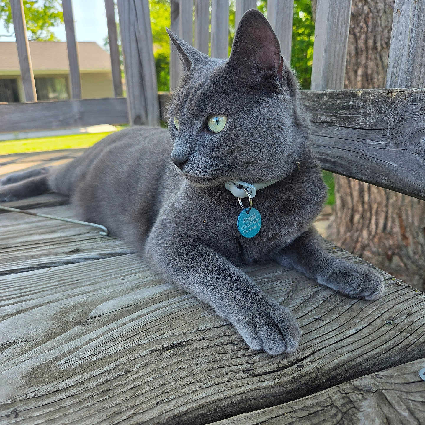 Angel