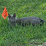 cat, gray_cat, animal, pet, feline, grass, outdoor, chain_link_fence, fence, orange_flag, marker_flag, greenery, garden, alert, staring, crouching, lying_down, whiskers, ears, natural_light