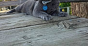 Angel joined the competition — help win amazing prizes! cat, gray_cat, pet, animal, feline, outdoor, deck, wooden_deck, wood, porch, collar, name_tag, green_eyes, whiskers, ears, lying_down, relaxed, profile, backyard, tree
