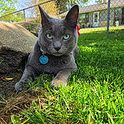 Angel joined the competition — help win amazing prizes! cat, gray_cat, green_eyes, feline, pet, collar, tag, grass, garden, outdoor, sunlight, portrait, close_up, sitting, lying_down, alert, serious_expression, fence, trees, house