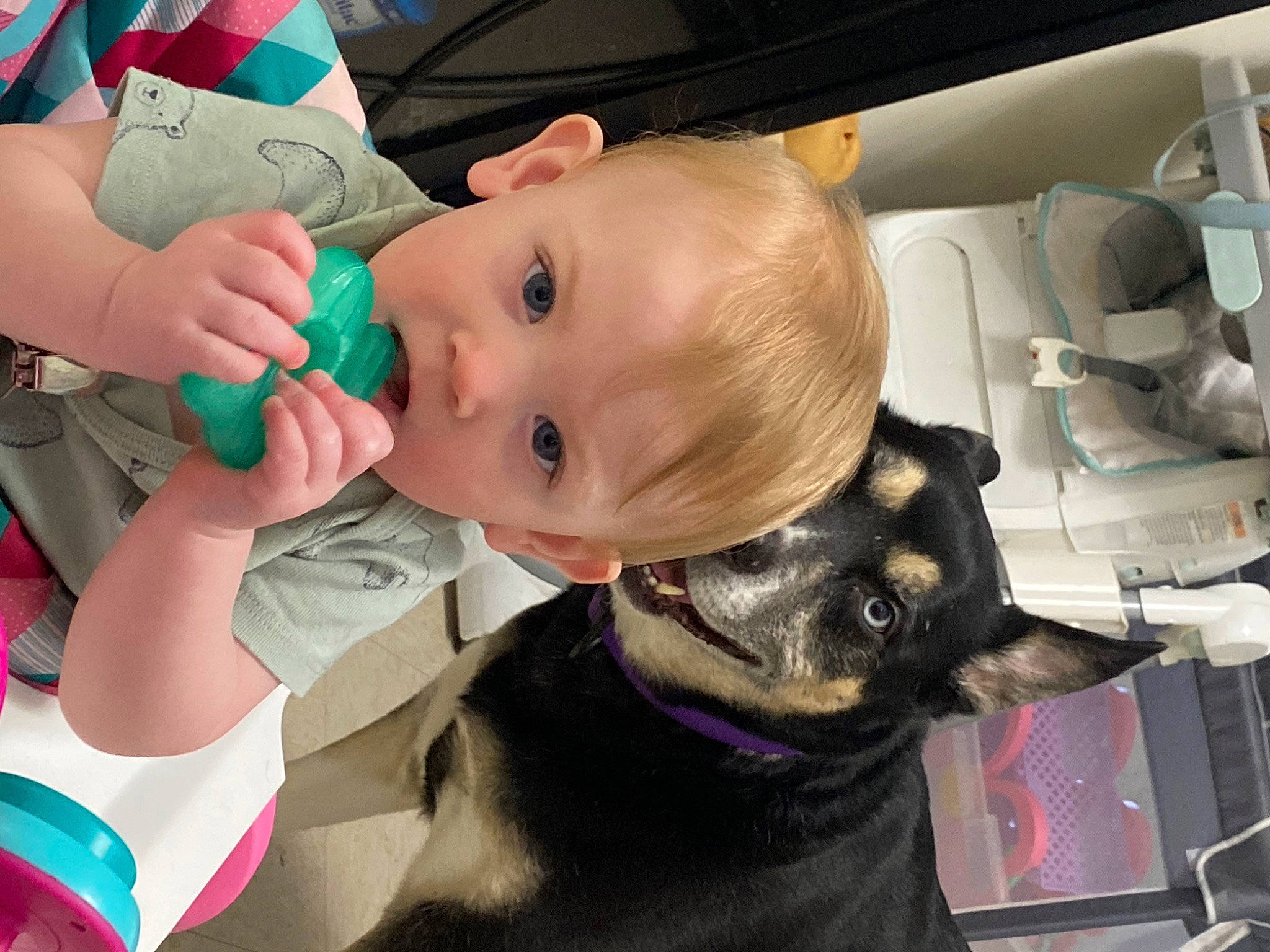 Dixie May is registered to the contest to win money with this photo: baby, baby_products, baby_toddler_clothing, car_seat, carnivore, cheek, child, collar, companion_dog, dog, dog_breed, dog_collar, ear, fun, guard_dog, mouth, person, sitting, surprise, toddler