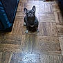 french_bulldog, dog, pet, indoor, wooden_floor, parquet, toy, ketchup_bottle, dog_bed, flooring, small_dog, canine, looking_up, cute, animal, domestic, companion, sitting, ears_up, teeth_visible