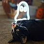 black_fur, bokeh, cat, closeup, decor, evening_lighting, ghost_light, indoor, jack_o_lantern, laying_down, neon_sign, pet, playful, pumpkin, shallow_depth_of_field, tile_floor, tongue_out, tuxedo_cat, whiskers, yellow_eyes