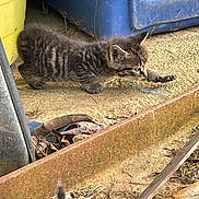 Oliver joined the competition — help win amazing prizes! kitten, cat, tabby, paw, stretching, curious, outdoor, rusty_metal, dry_leaves, concrete, plastic_container, blue, yellow, small_animal, young, animal, nature, ground, feline, playful
