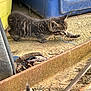 kitten, cat, tabby, paw, stretching, curious, outdoor, rusty_metal, dry_leaves, concrete, plastic_container, blue, yellow, small_animal, young, animal, nature, ground, feline, playful