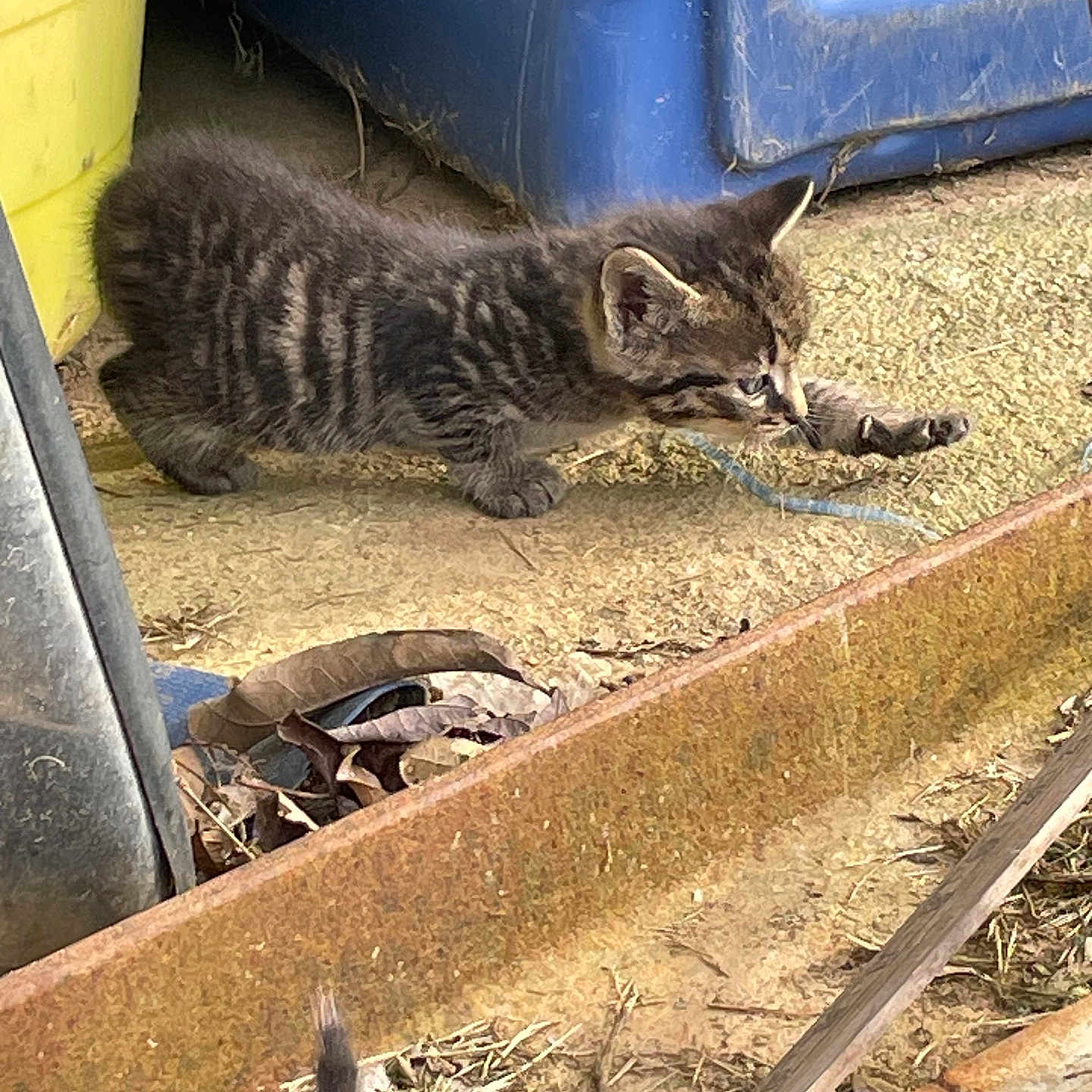 Oliver joined the competition — help win amazing prizes! animal, blue, cat, concrete, curious, dry_leaves, feline, ground, kitten, nature, outdoor, paw, plastic_container, playful, rusty_metal, small_animal, stretching, tabby, yellow, young
