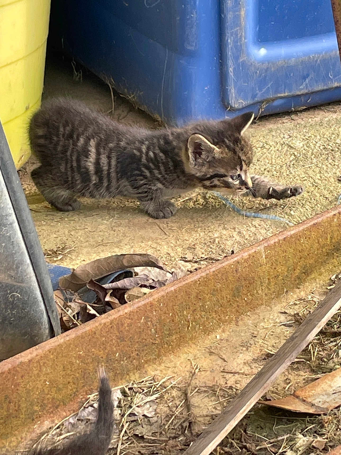 Oliver joined the competition — help win amazing prizes! kitten, cat, tabby, paw, stretching, curious, outdoor, rusty_metal, dry_leaves, concrete, plastic_container, blue, yellow, small_animal, young, animal, nature, ground, feline, playful