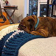 Lebron is registered to the contest to win money with this photo: dog, sleeping, blanket, ottoman, indoor, window, guitar, bookshelf, books, nutcracker, plant, furniture, collar, brown_dog, cozy, home, decor, textured, relaxing, pet