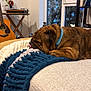 dog, sleeping, blanket, ottoman, indoor, window, guitar, bookshelf, books, nutcracker, plant, furniture, collar, brown_dog, cozy, home, decor, textured, relaxing, pet