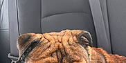 Lebron joined the competition — help win amazing prizes! dog, bulldog, pet, car_interior, leash, seatbelt, backseat, brown_fur, wrinkles, tongue, teeth, closeup, animal, companion, canine, sitting, portrait, indoors, vehicle, cute