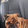 dog, bulldog, pet, car_interior, leash, seatbelt, backseat, brown_fur, wrinkles, tongue, teeth, closeup, animal, companion, canine, sitting, portrait, indoors, vehicle, cute