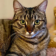 Lola a rejoint le concours — aidez-le/la à gagner de superbes lots ! animal, blurred_background, cat, close_up, cute, domestic_cat, feline, focus, fur, green_eyes, indoor, mammal, pet, pink_blanket, portrait, relaxed, resting, soft_blanket, tabby, whiskers