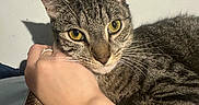 Gus Gus is registered to the contest to win money with this photo: cat, tabby_cat, pet, feline, animal, yellow_eyes, whiskers, ears, fur, portrait, close_up, indoor, home, scratching_pad, human_arm, hand, ring, relaxed, sitting, brown_gray