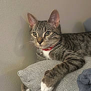 Gus Gus joined the competition — help win amazing prizes! cat, kitten, tabby, pet, animal, portrait, indoors, couch, cushion, white_paws, striped_fur, red_collar, whiskers, green_eyes, sitting, relaxed, home, wall, closeup, cute