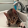 Gus Gus is registered to the contest to win money with this photo: cat, tabby_cat, pet, animal, sink, bathroom, faucet, plumbing, soap, water, indoor, portrait, close_up, striped_fur, whiskers, ears, paws, relaxed, curious, home
