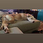 Daisy Tikster joined the competition — help win amazing prizes! beige, blanket, brown, cabinet, carpet, collar, couch, dog, domestic, furniture, head, home, indoor, living_room, nose, paw, pet, relaxing, resting, sleeping