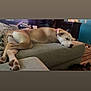 beige, blanket, brown, cabinet, carpet, collar, couch, dog, domestic, furniture, head, home, indoor, living_room, nose, paw, pet, relaxing, resting, sleeping