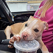 Daisy Tikster is registered to the contest to win money with this photo: puppy, dog, car_interior, plastic_cup, drink, person, pink_sweatshirt, window, trees, seat, paw, lid, mouth, resting, cute, playful, daylight, casual, relaxed, indoor