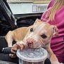 puppy, dog, car_interior, plastic_cup, drink, person, pink_sweatshirt, window, trees, seat, paw, lid, mouth, resting, cute, playful, daylight, casual, relaxed, indoor