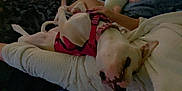 Daisy Tikster is registered to the contest to win money with this photo: animal, blanket, canine, comfort, companion, cozy, cuddling, dog, domestic, fur, hand, indoor, lying_down, petting, pink_harness, relaxed, rest, resting, sleepy, white_dog