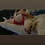 animal, blanket, canine, comfort, companion, cozy, cuddling, dog, domestic, fur, hand, indoor, lying_down, petting, pink_harness, relaxed, rest, resting, sleepy, white_dog